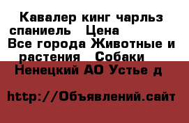 Кавалер кинг чарльз спаниель › Цена ­ 40 000 - Все города Животные и растения » Собаки   . Ненецкий АО,Устье д.